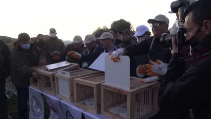 AFYONKARAHİSAR  - Frig Vadisi'ne doğal yaşamı desteklemek için hayvan salındı