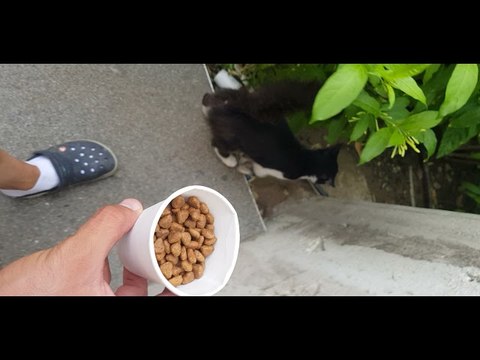Impatient Kitty Can’t Wait for Its Food