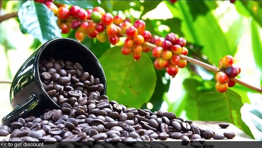 Where Can I Buy Java Burn Near Me! Java Burn Cheapest Price