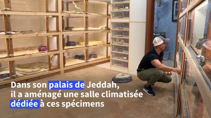 A Jeddah, les "créatures mystérieuses" d'un Saoudien amateur de pythons
