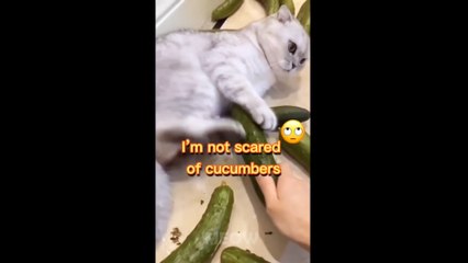 Try Not To Laugh - Dogs And Cats Reaction To Food- MEOW