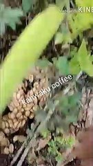KOPI LUWAK ASLI EXPENSIVE COFFEE IN THE WORLD