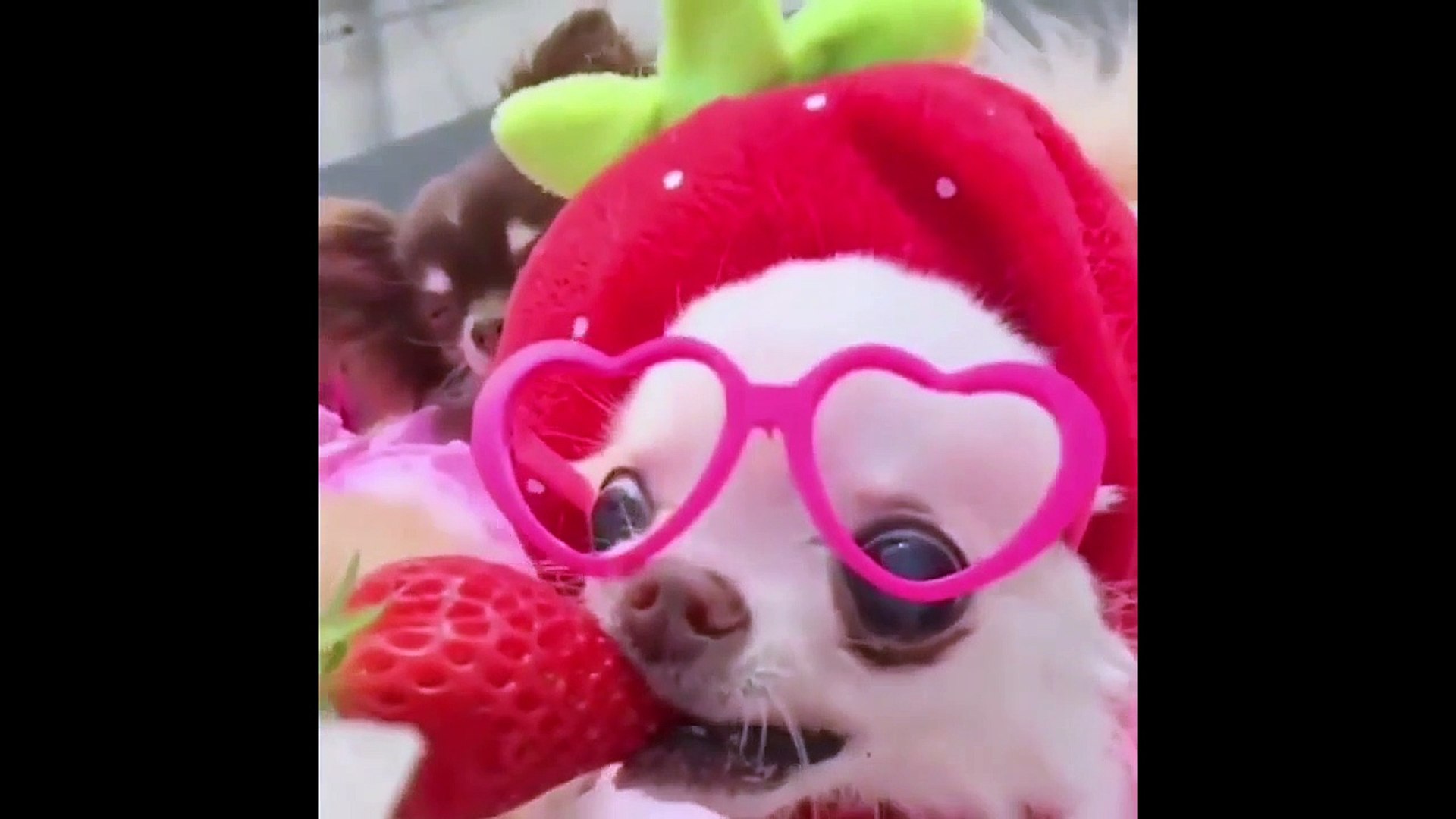 ⁣Funny pet animal videos compilation || Video hewan lucu