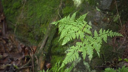 땅 빌려 공원 조성...지자체 아이디어 관심 / YTN