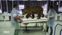 Pourquoi des taxidermistes du muséum de Toulouse ont redonné son aspect d’origine à l’ourse Cannelle tuée en 2004