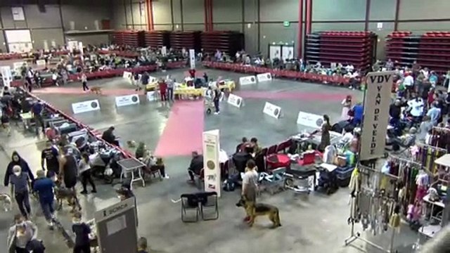 À Martigues s'est déroulé un concours de beauté pour chiens!