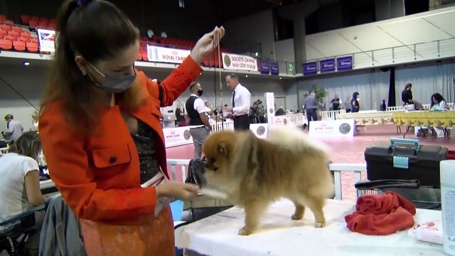 À Martigues s'est déroulé un concours de beauté pour chiens!