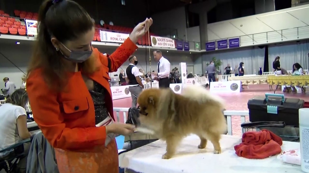 À Martigues s'est déroulé un concours de beauté pour chiens!