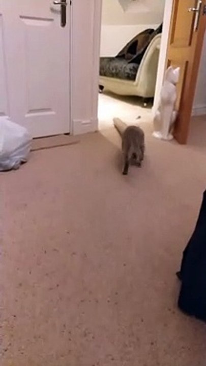 Kitty Helps With Christmas Wrapping