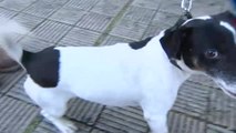 Buscan casas de acogida para las mascotas de los desalojados en La Palma