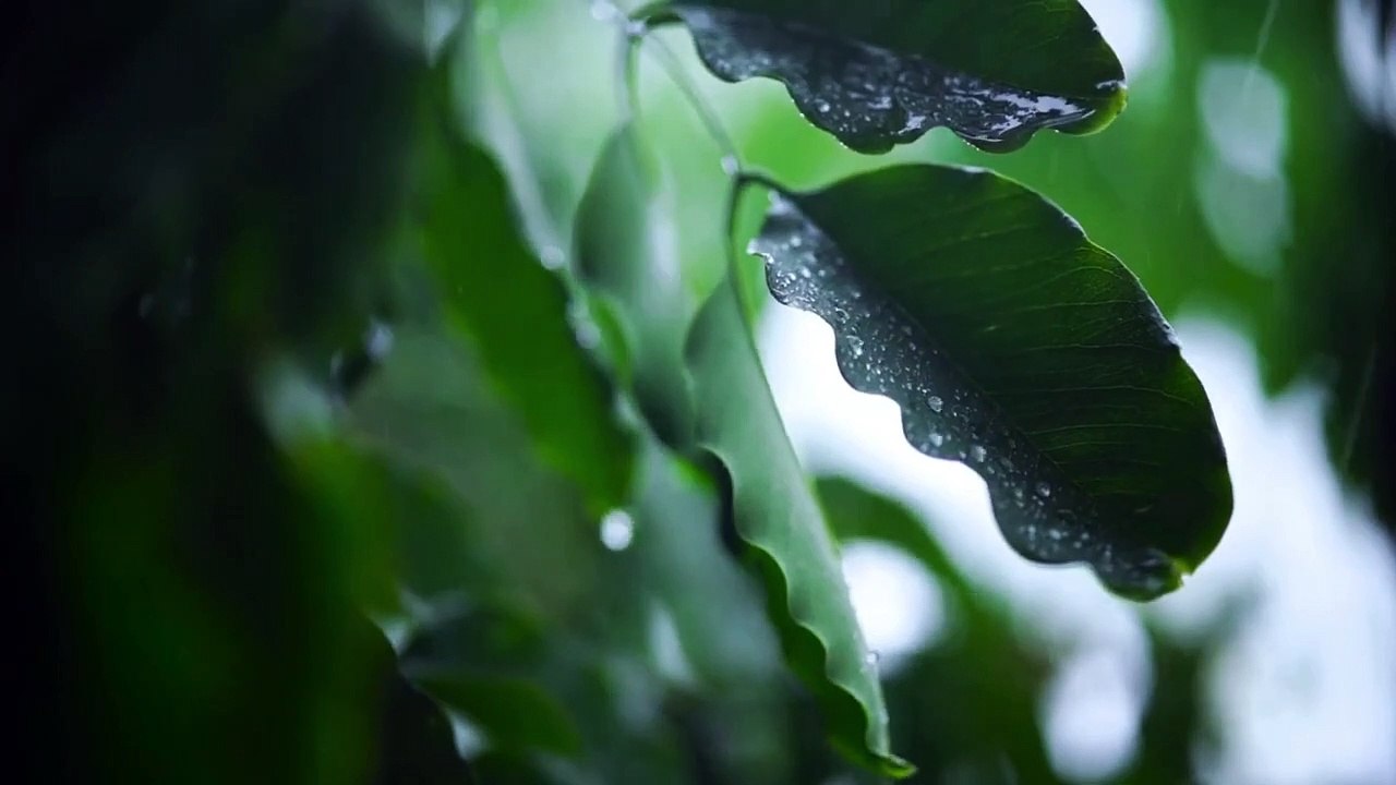 Suara hujan yang menenangkan pikiran