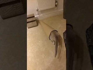 Kitty Helps With Christmas Wrapping