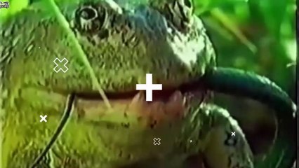 প্রাণীদের শরীরের এই অঙ্গগুলোর আসল উদ্দেশ্য আপনি জানেন না! Unusual Purpose of Ani