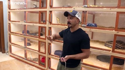 بالفيديو: سعودي يحترف تهجين الثعابين في حديقة منزله