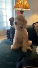 How my puppy is playing with her tail