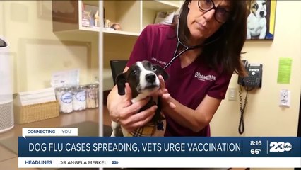 Dog flu cases spreading, vets urge vaccination
