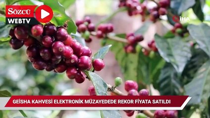 Panama'nın Geisha kahvesi elektronik müzayedede rekor fiyata satıldı