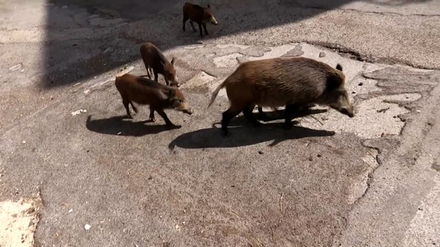 Rome : des sangliers envahissent les rues et s’immiscent dans les élections municipales