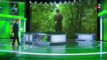 Insolite : à la découverte d'une forêt où tout est comestible