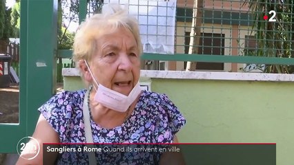 Italie : quand les sangliers envahissent Rome et les grandes villes