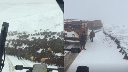Ardahan'da kar nedeniyle yaylada mahsur kalan çobanlar ve sürüler kurtarıldı