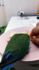 20170525_094941 Funny lovebird eating biscuit with me..