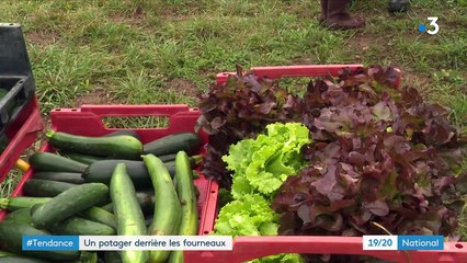 Alimentation : quand les chefs ont leur propre potager