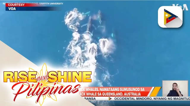 15 lalaking Humpback whales, namataang sumusunod sa babaeng Humpback whale sa Queensland, Australia