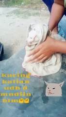 Cara memandikan kucing yang benar