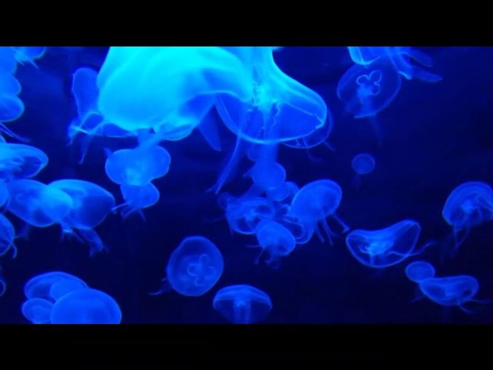 MEMPROGRAM ULANG PIKIRAN BAWAH SADAR - DENGARKAN AUDIO AFIRMASI INI UNTUK  UNTUK MEMPROGRAM ULANG PIKIRAN BAWAH SADAR  #afirmasi #pikiranbawahsadar