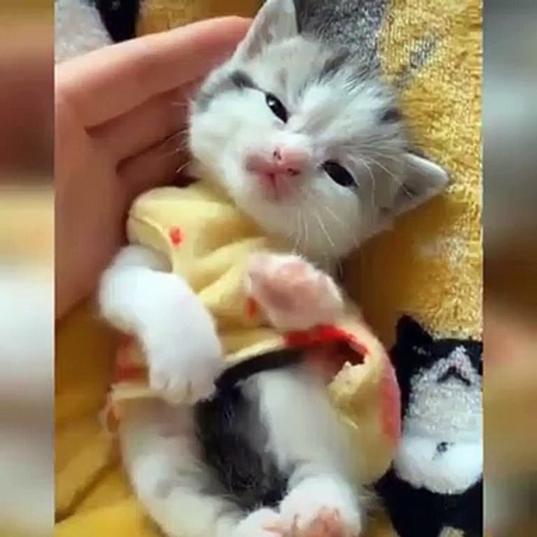 Funny cat cute cat cute pet cat