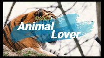 Beautiful White Cat |Animal Lover |Animals