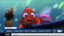 Las Vegas boy adopts puppy named Nemo who shares his 'small ear'