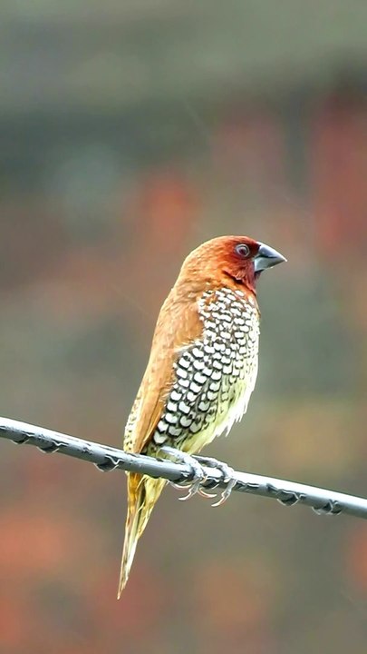 Cute Scaly-breasted munia || spotted munia || Lonchura punctulata