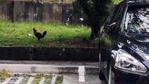 RARE FOOTAGE OF CHICKEN FLYING TO TREE AFTER BEING CHASED BY A CAT