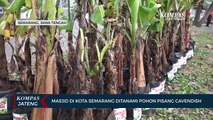Masjid di Kota Semarang Ditanami Pohon Pisang Cavendish