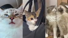 "나 안 잔다" 정색한 야옹이/까꿍 놀이하는 아기 고양이/과한 애정 표현에 대처하는 자세
