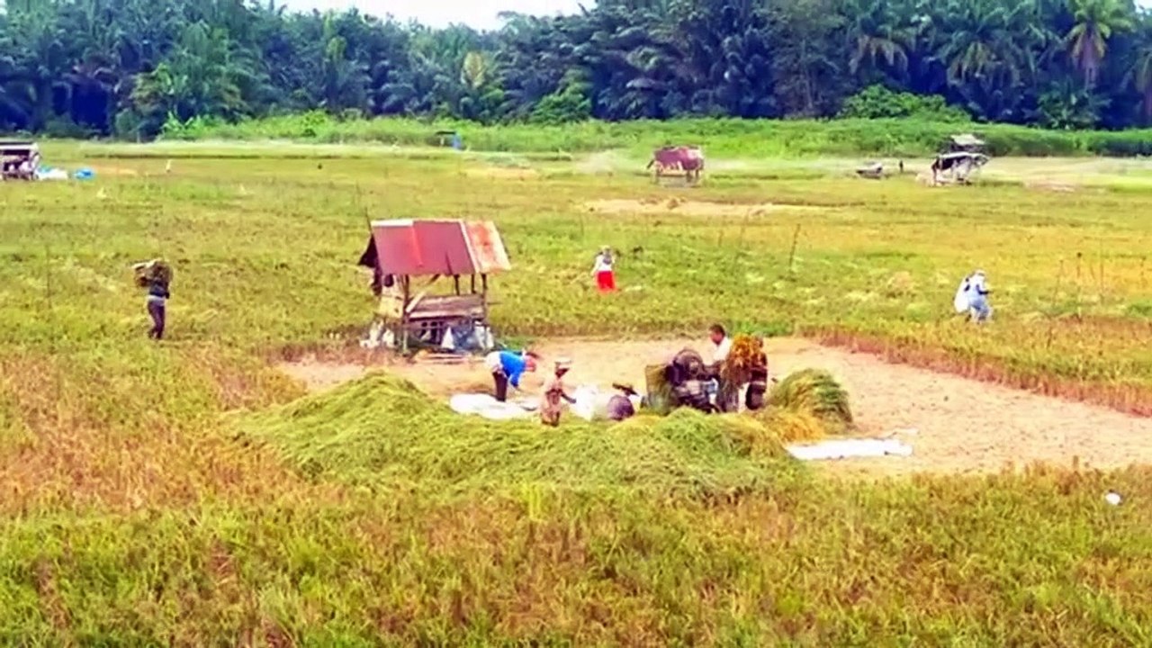 Rice Field View