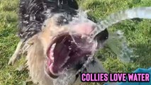 'Excited Border Collie can't stop drinking the water coming out of the hose'