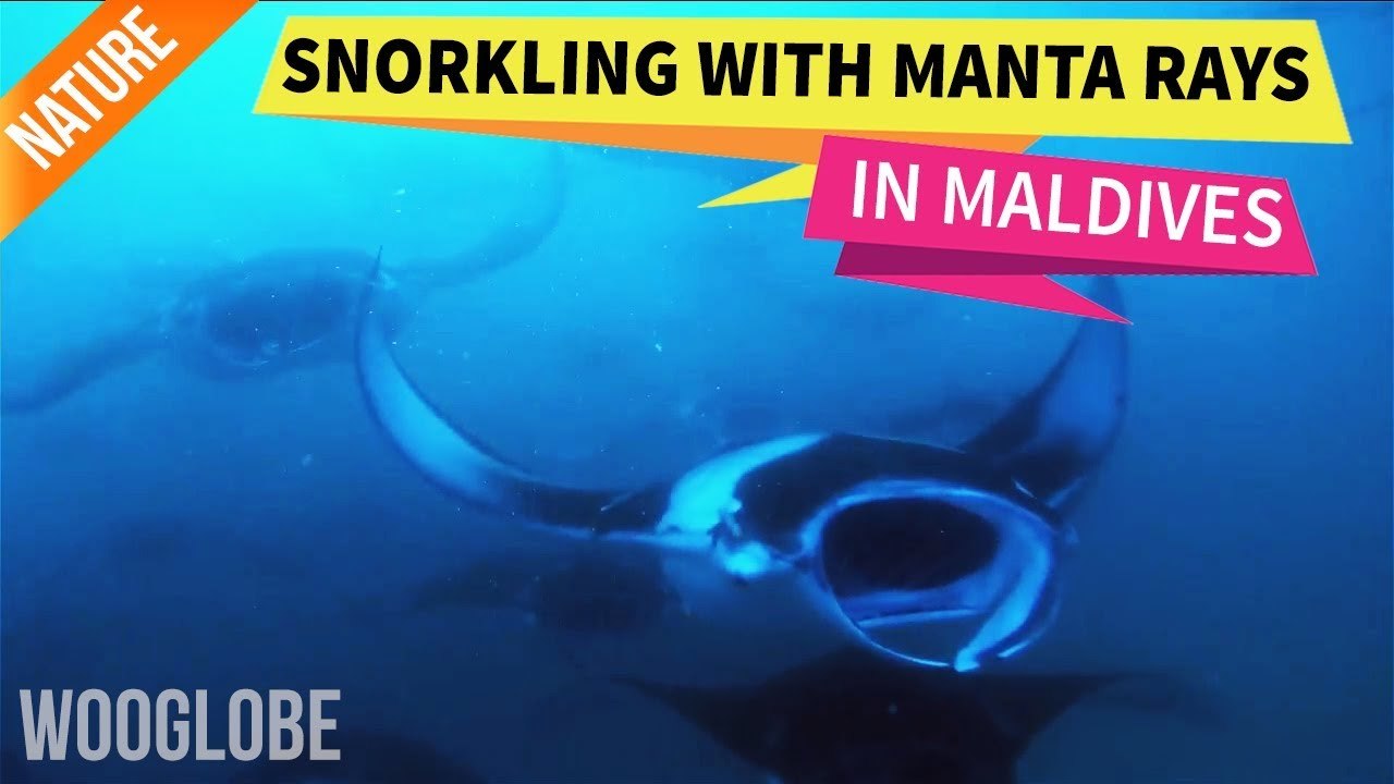 'Massive group of Manta Rays swimming in a heavenly lagoon in Maldives'