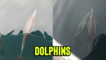 'Friendly dolphin pod swims along with tourists on their fishing trip '
