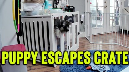 'Smart Miniature Schnauzer escapes his crate and playpen'