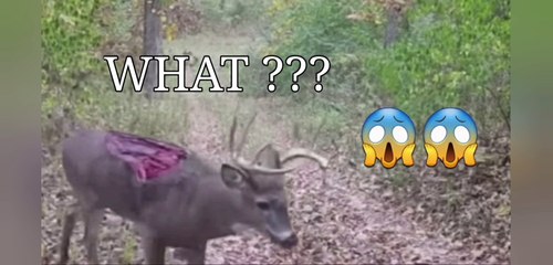 The amazing survival ability of animals is unmatched | BeBuk