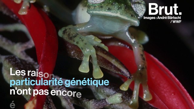 Les grenouilles de verre