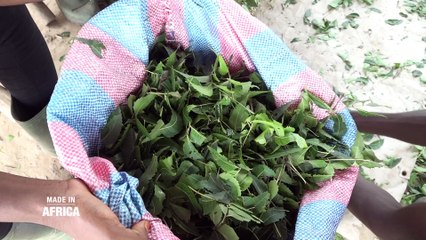 Made In Africa : Ambroise N'Koh, l'apôtre des bio pesticides