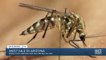 Mosquitoes carrying West Nile virus multiplying in the Valley