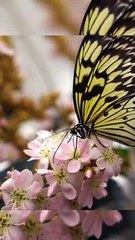 Best Relaxing Music-Butterfly effect 2      # shorts