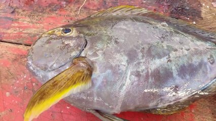 Amazing Rabbit in the sea - JAVA RABBIT FISH _  ( 720 X 1280 )