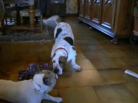 Bouledogue contre Basset Hound 2