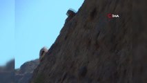 Son dakika haber! Erzurum'da zorlu dağları tırmanan yaban keçileri kameraya böyle yansıdı